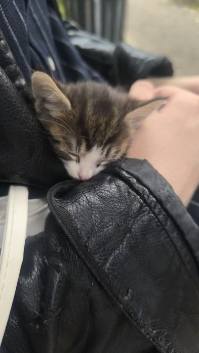 Котенок Девочка  ласковая