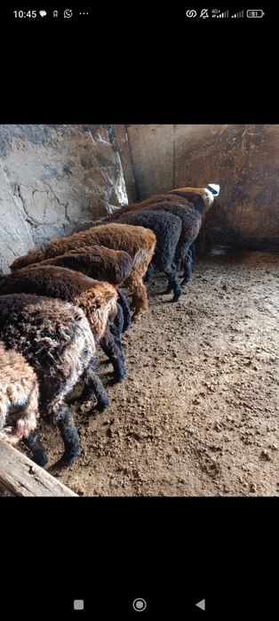 Кой,кошкар,токты,козы сатылады