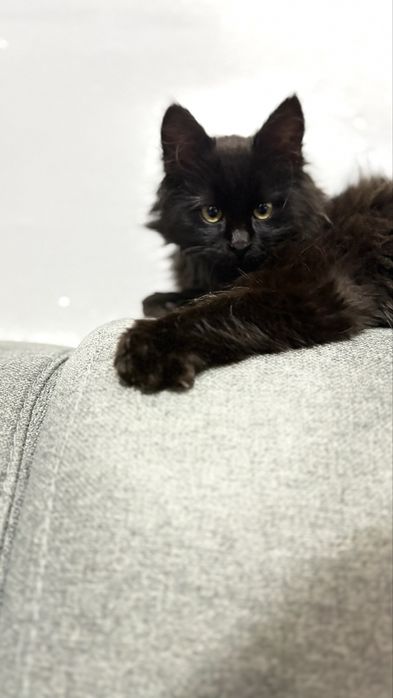 Lilo cauta om cu inima mare !