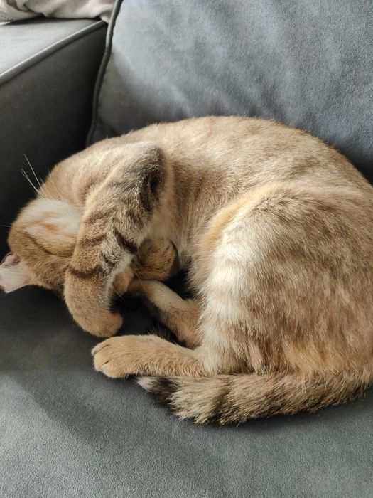 Отдам кота в хорошие руки