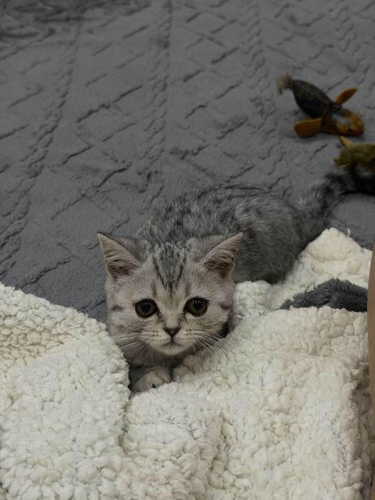 Британский короткошерстный котенок