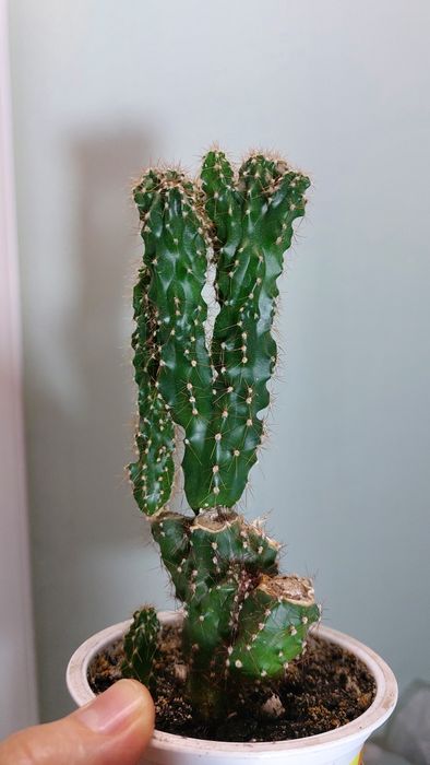 Продам кактус Цереус (Скала)