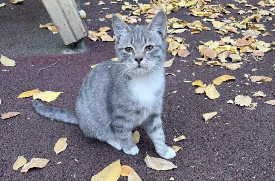 Котенок в добрые руки