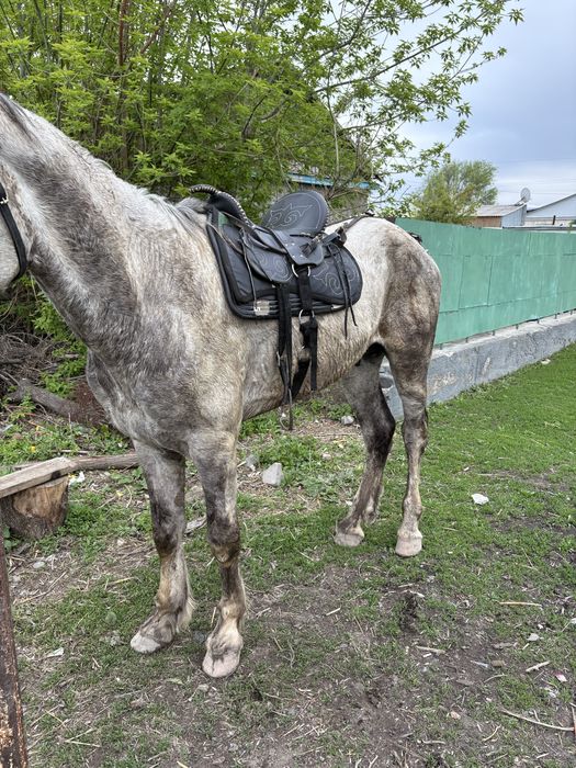 Продам коня жеребец
