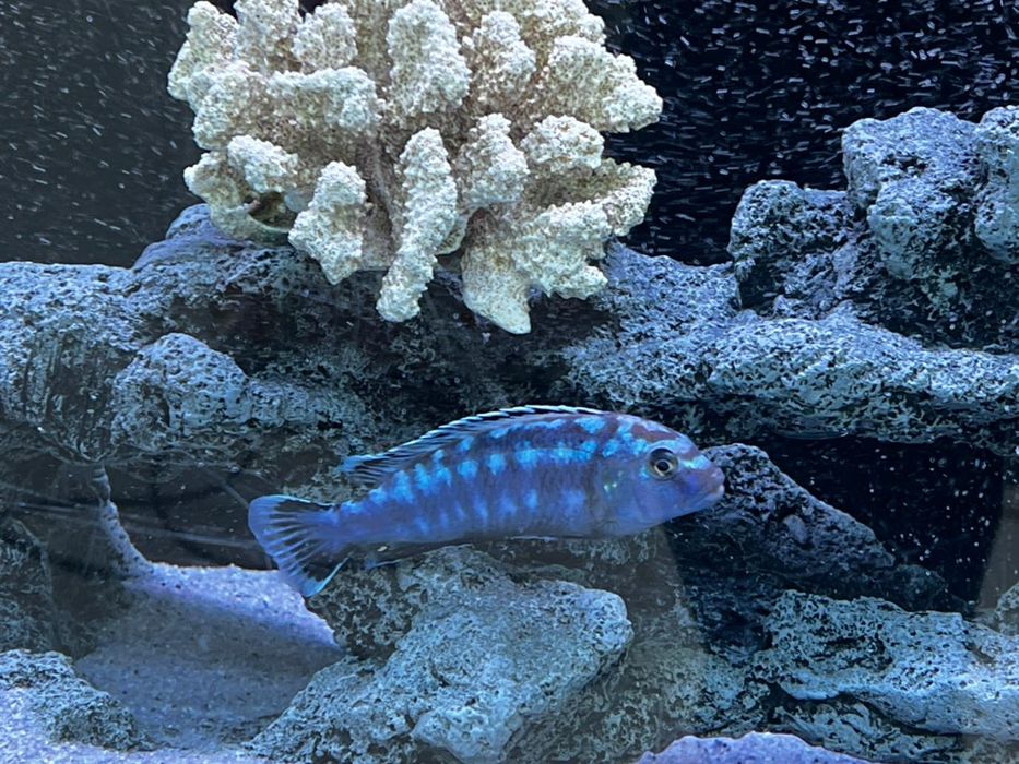 Балыктар сатылады