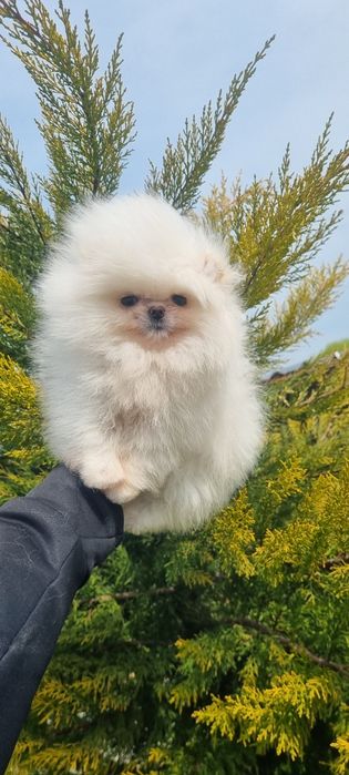 Померан померанче женско