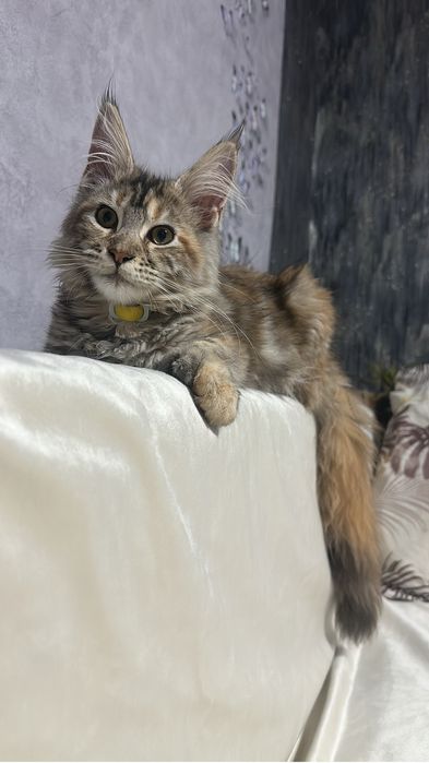 Мейнкун полидакт девочка!