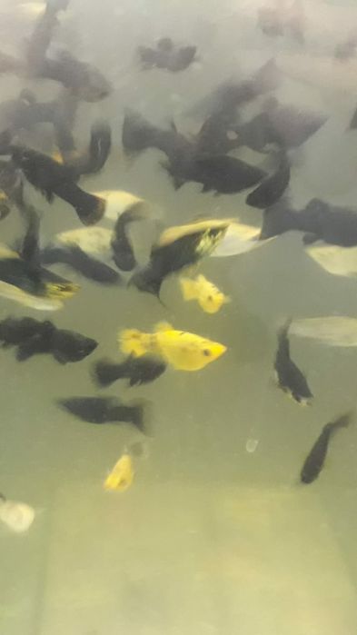 Рыбки акквариумные