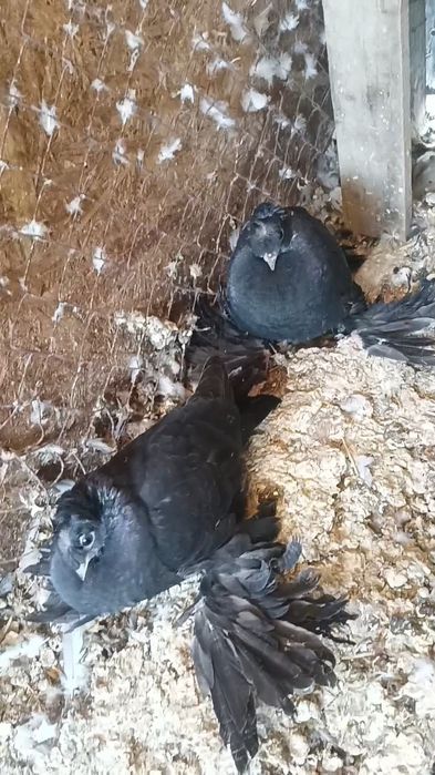 Голуби пискуны на игру