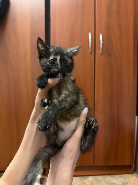 Очаровательные котята