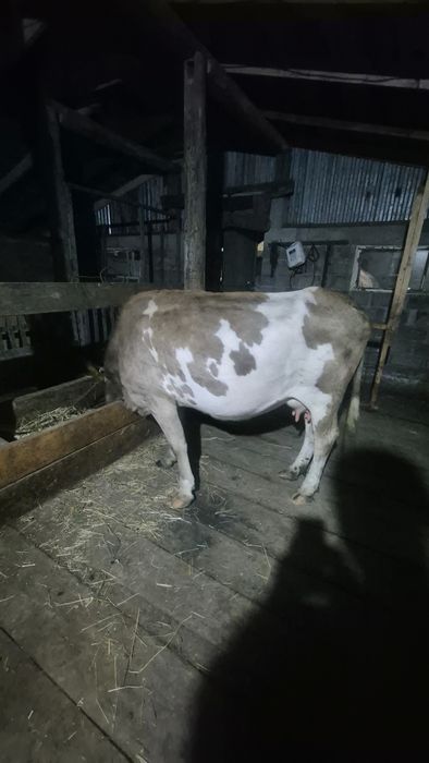 Продам карову с телёнком