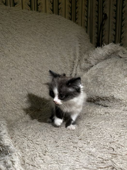 Котенка отдам в добрые руки