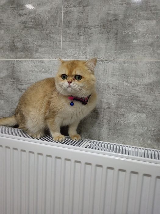 Золотистый Британец ну 12 вязкакага таклиф киламиз