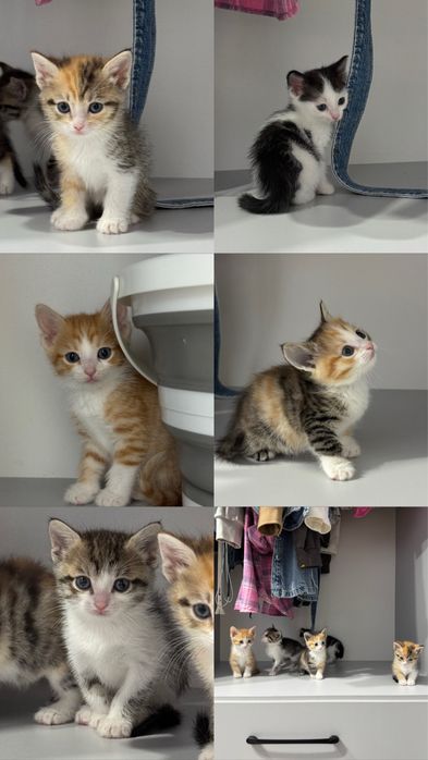 Отдам котят бесплатно
