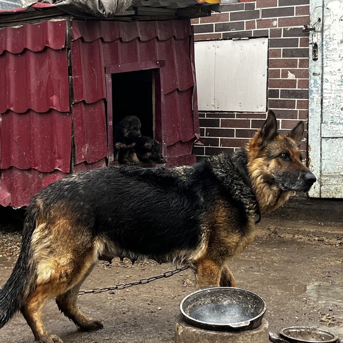щенки немецкой овчарки продам