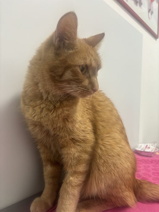 Потерян кот сломано ушко