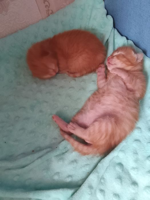 Отдадим милых котят
