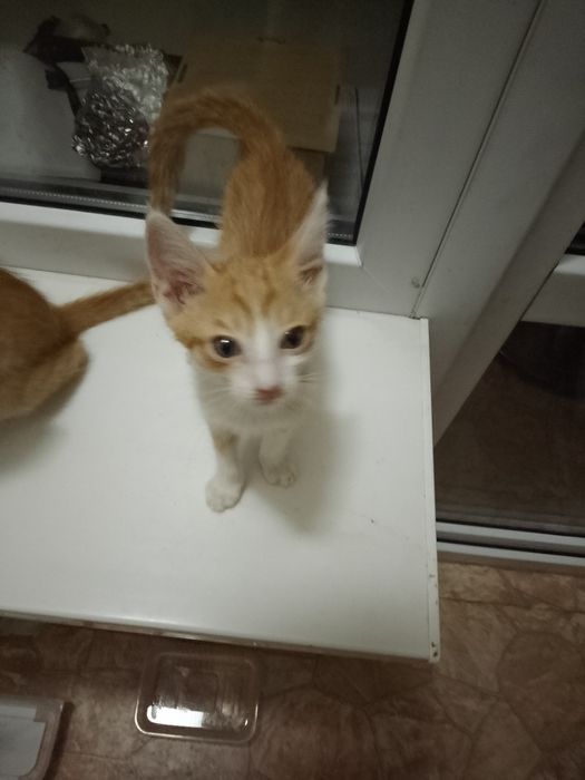 Котята ищут ДОБРЫЙ ДОМ