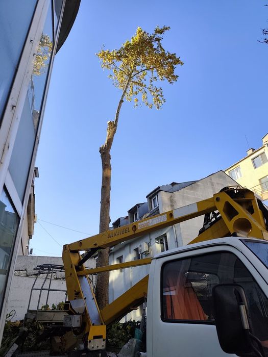Рязане кастрене на опасни дървета