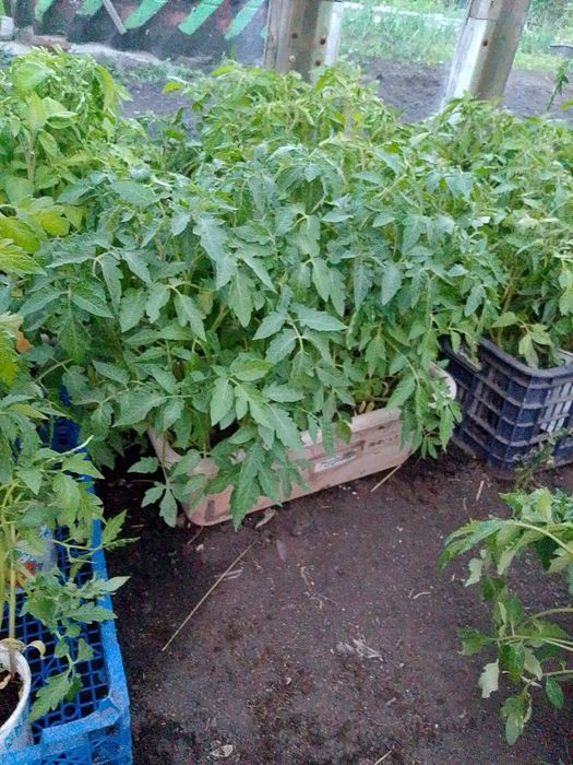 Продам рассаду помидор