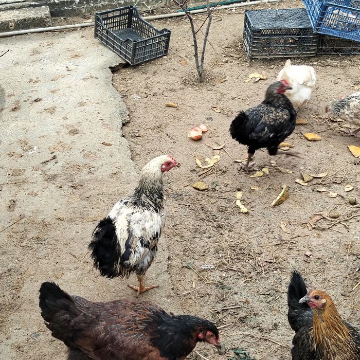 Қораздар сатылады