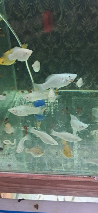 Мечносцы ассорти