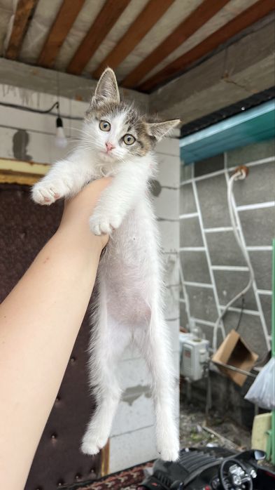 Отдам в добрые руки