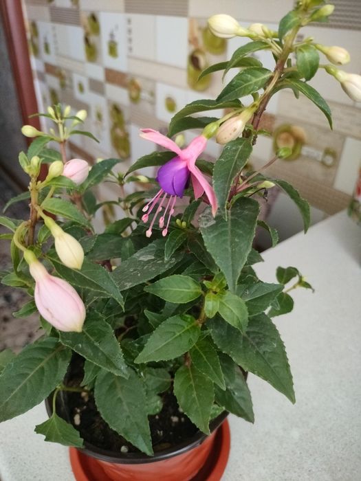 Фуксия цветок продам