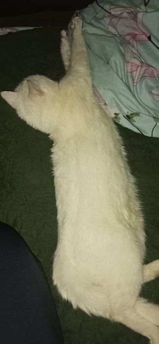 Ақ мысық, белая кошка