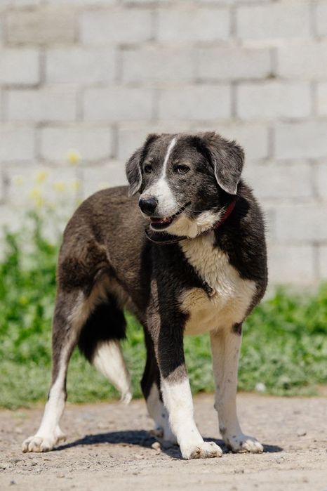 Девочка Ласка ищет дом!