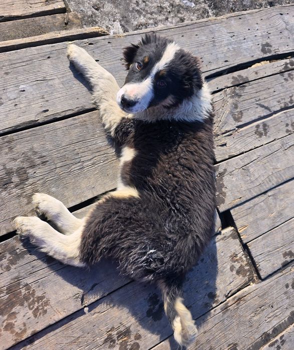 Щенята собака 3 месяца в добрые руки