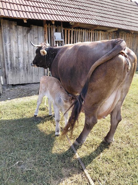Vaca cu Vitel cauta alta casa