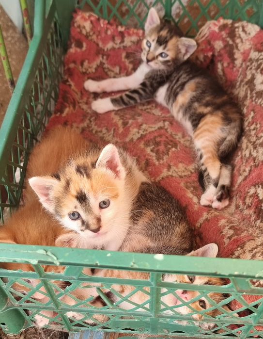 Donez pui de pisica rasă comuna