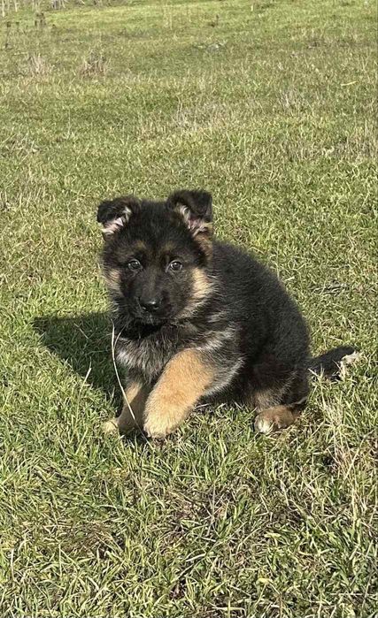 Кутрета “Немска Овчарка”