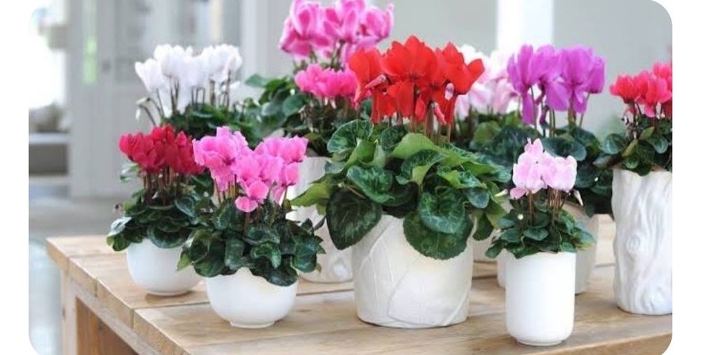 Комнатные цветы на подарок