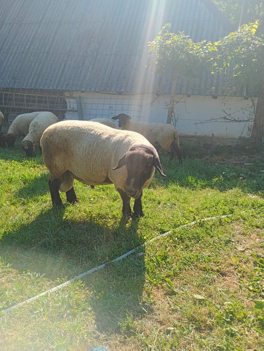 Berbecuți suffolk