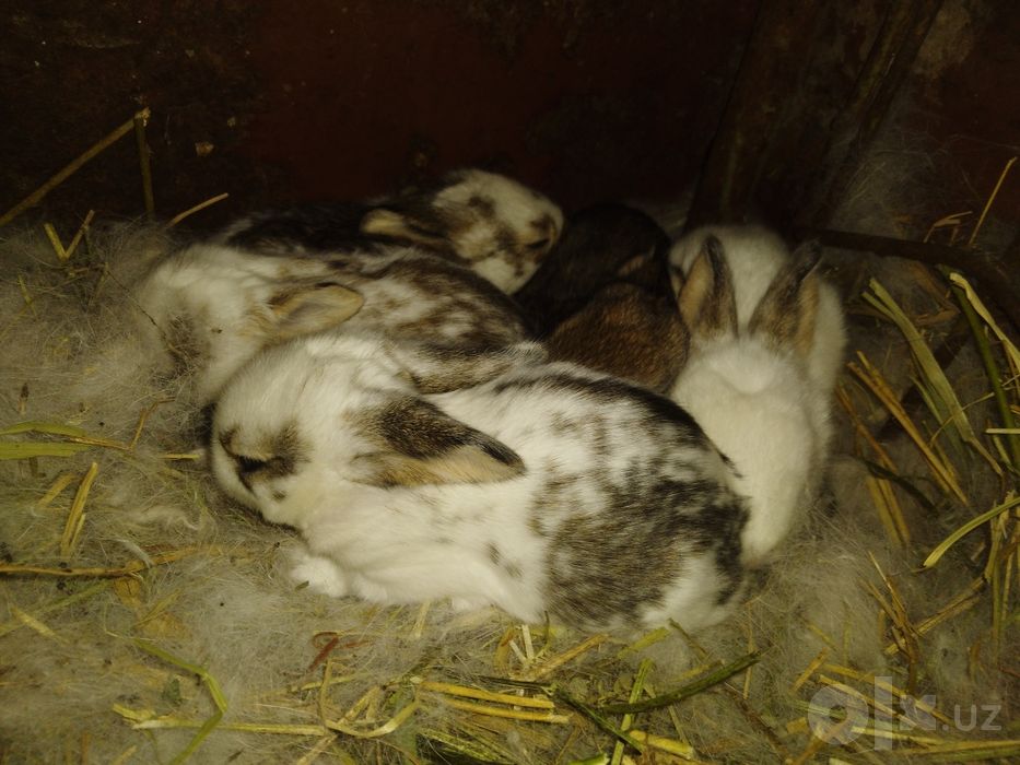 Ona quyon sotiladi bolalari bilan