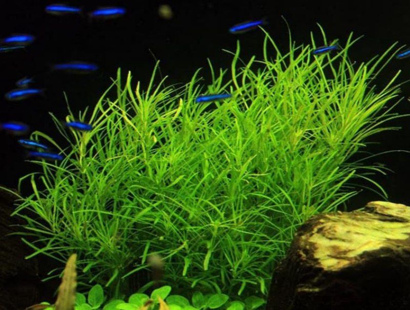 погостемон октопус растение