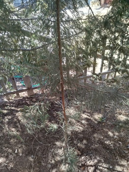 Сосна местная крымская