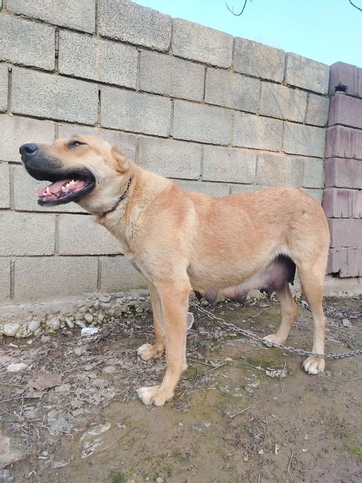 Осы дау ұрғашы ит сатылады?