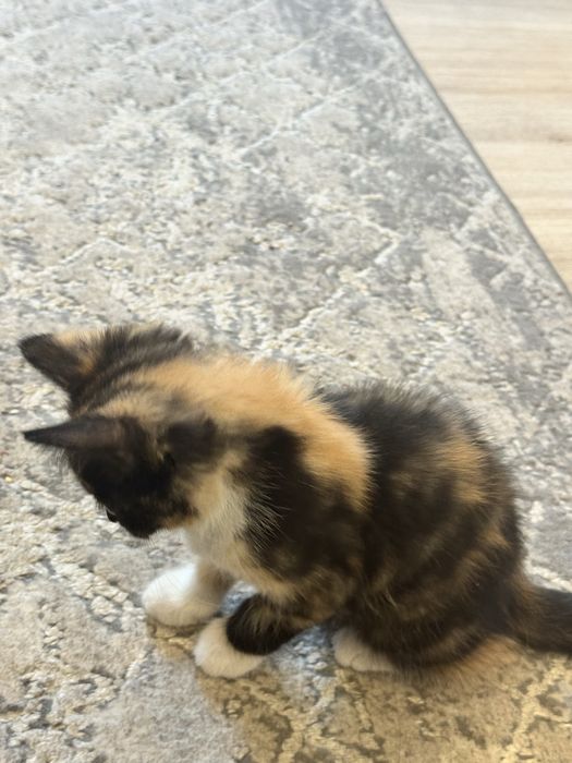 Mushuk  bepulga  beriladi  uyda  boqilganmushuk