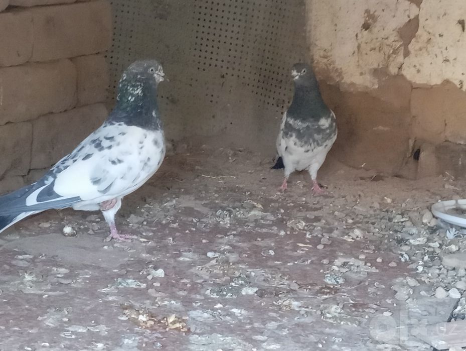 Sotiladi Toshkent shahar Bektemir tumani
