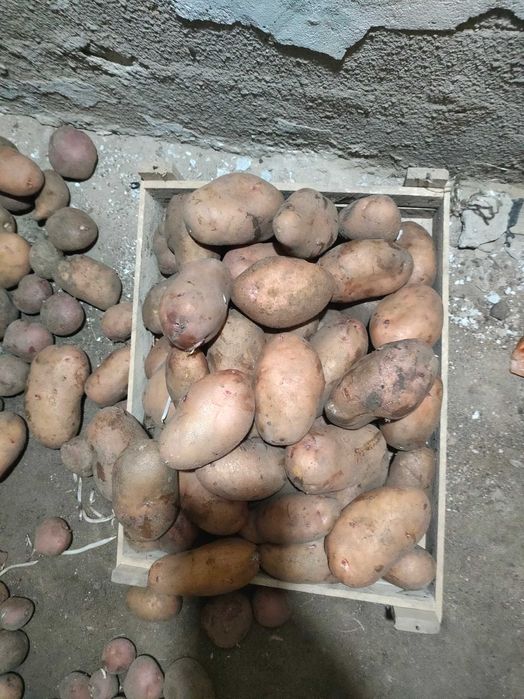 Продам картофель