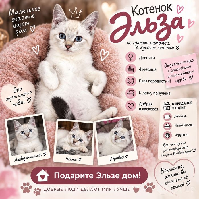 Котенок ищет дом и любящих хозяев!