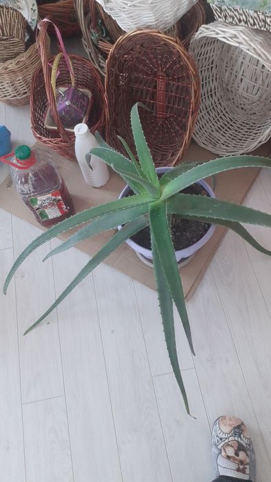 Цветы комнатные.