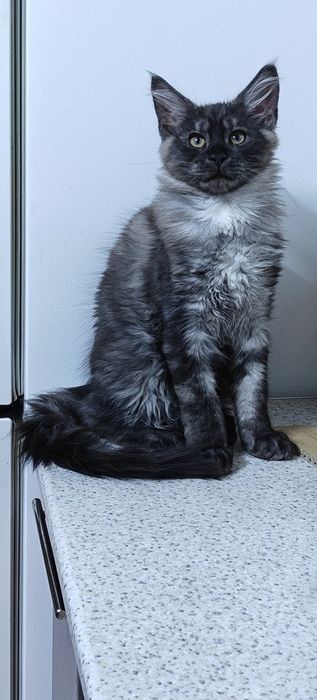 Продажа Котят Мейн -кунов
