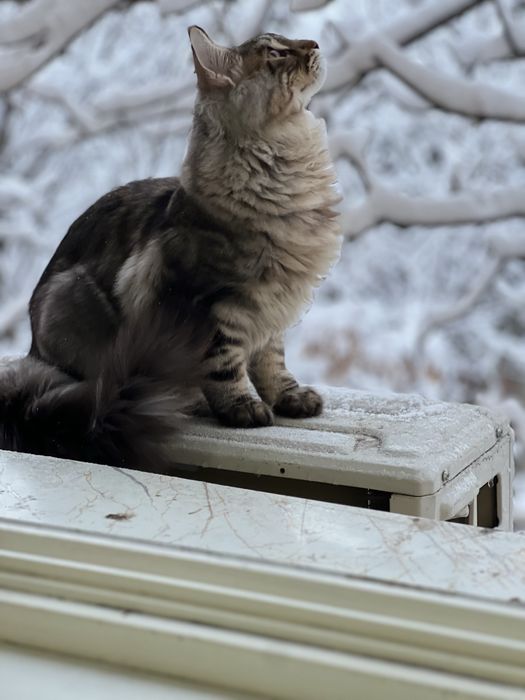 Сотилади мейкун 5 ойдан ошган угил бола тозаси аралашмаган