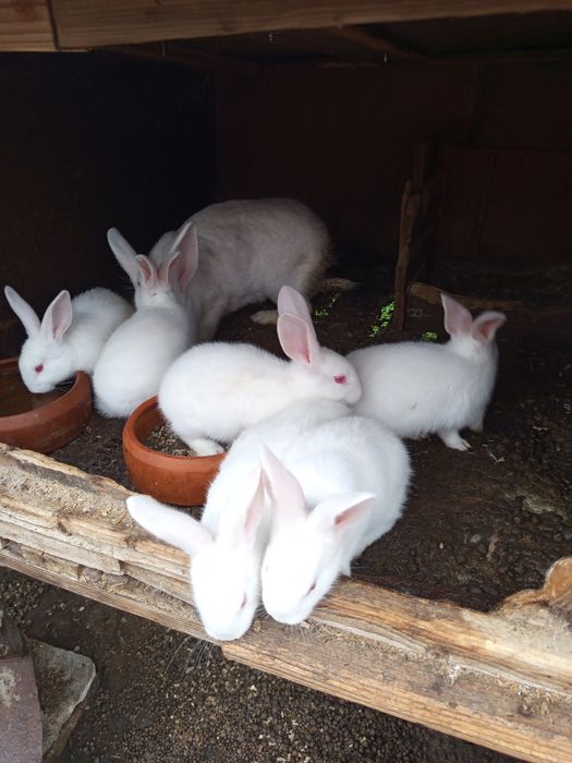 Животни-Зайци!!!