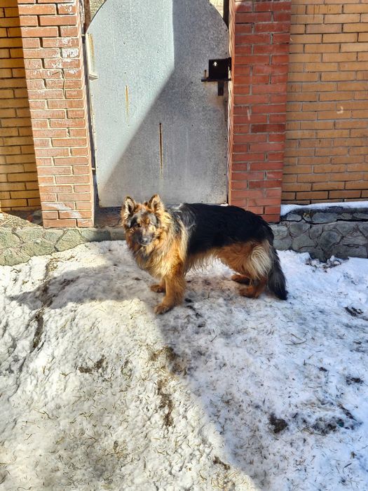 Отдам немецкую овчарку в добрые руки