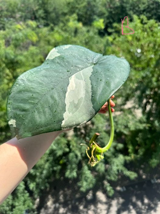 Syngonium chiapense, cuttinguri bine înrădăcinate cu alb pe tulpina